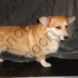 Miniature Pinschers and Pembroke Welsh Corgis from Snomoon Miniature Pinschers  & Pembroke Welsh Corgi