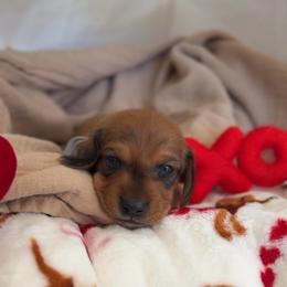 Romeo - Red male Dachshund puppy in Phoenix, Arizona from Lengthydog.co