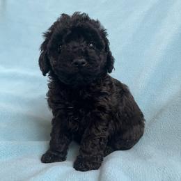 Zara - Black female Poodle puppy in Mayville, Michigan from Kathy Maize