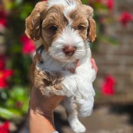 Light Blue collar - Red  male Goldendoodle puppy in Somerville, Alabama from Southern Enchanted Doodles
