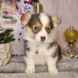 Maple - Black and tan female Pembroke Welsh Corgi puppy in Fortine, Montana from North Star Pembroke Welsh Corgi's