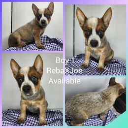 Boy 1 - Red mottled male Australian Cattle Dog puppy in Bradford, Arkansas from Cedar Rock Heelers and Kelpies