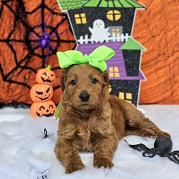 Apple's Lime Girl - Red  female Goldendoodle puppy in Kountze, Texas from Texas Doodles LLC