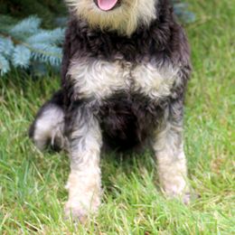 Miniature Schnauzers and Poodles from Schaible Family Puppies