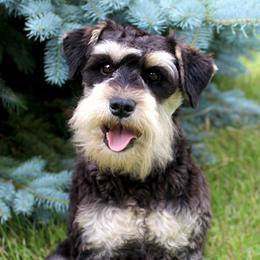 Miniature Schnauzers and Poodles from Schaible Family Puppies
