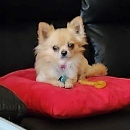 Al - Chihuahua