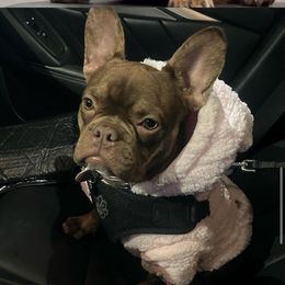 French Bulldog All Grown Up from westsidefrenchies