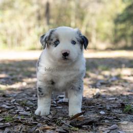 Australian Shepherd, Miniature Australian Shepherd, and Toy Australian Shepherd Puppies from Indigo River Toy & Mini Aussies