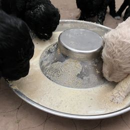 Poodle Puppies from Tyler Family Poodles