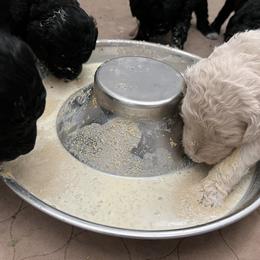 Poodle Puppies from Tyler Family Poodles
