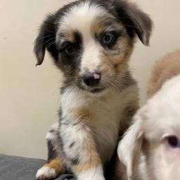 Aussiedoodle and Australian Shepherd Puppies from RoseWest Farms