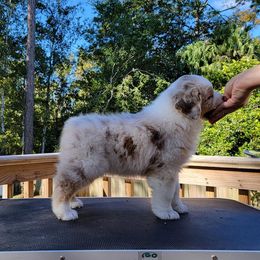 Australian Shepherd Puppies from Solace Australian Shepherds