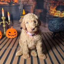 Pink girl - Caramel red female Labradoodle puppy in El Paso, Texas from My Cuddly Doodles