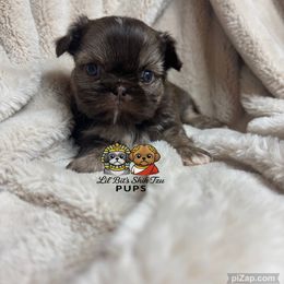 Hank - Chocolate male Shih Tzu puppy in Walkertown, North Carolina from Lil’ Bit’s Shih Tzu