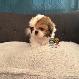 Zoey - Sable and white female Shih Tzu puppy in Walkertown, North Carolina from Lil’ Bit’s Shih Tzu