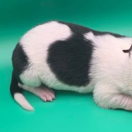 Brown - Black and white female Border Collie puppy in Itasca, Texas from KMA Ranch