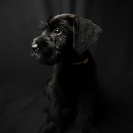 Yellow - Black Female - Black female Giant Schnauzer puppy in St George, Utah from Schnauzer Ranch