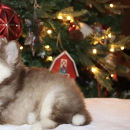 Whiskey - Red and white male Pomsky puppy in Casa Grande, Arizona from Arizonas Pomsky Squad
