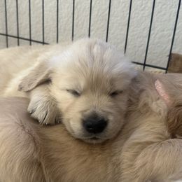 Golden Retriever Puppies from Loposky Goldens