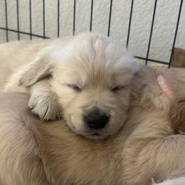 Golden Retriever Puppies from Loposky Goldens