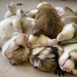Pembroke Welsh Corgi Puppies from Mountain Adventure Farm