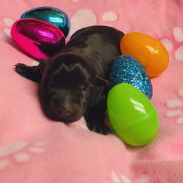 Scottish Terrier Puppies from Starlight Scotties