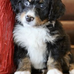 "Chase" Bernedoodle and Bernese Mountain Dog Puppies from Wild Mountainside Bernedoodles