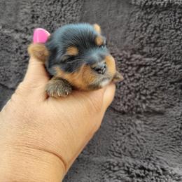 Jessie - Black and gold female Yorkshire Terrier puppy in Middleton, Idaho from Rocky Mountain Yorkies