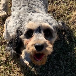 Lulu - Cavapoo