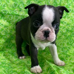 Gunner - Black brindle and white male Boston Terrier puppy in Fillmore, Illinois from Wind Hill Puppies