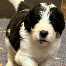 Petunia - Black and white female Saint Berdoodle puppy in San Antonio, Texas from Mammoth Doodles