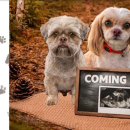 Cavatzu puppies from Pulley Puppies