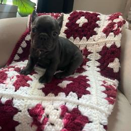 Alice - Blue female French Bulldog puppy in New Waverly, Texas from C.P. Puppy Buddies