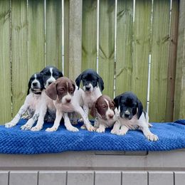 German Shorthaired Pointer Puppies from East Coast Bird Dogs