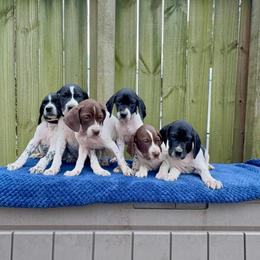 German Shorthaired Pointer Puppies from East Coast Bird Dogs