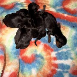 Girl 3 - Black and gold female Yorkshire Terrier puppy in Selmer, Tennessee from Mountain Magic Yorkies