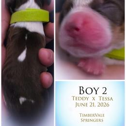 Boy 2 - Liver white and tan male English Springer Spaniel puppy in Silverdale, Washington from TimberVale Springers