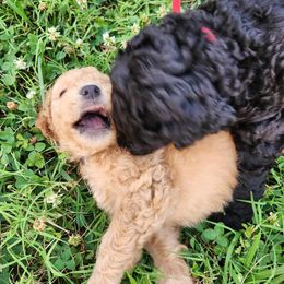 Goldendoodle Puppies from Hadie's Doodles