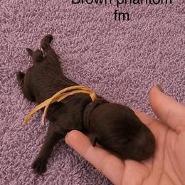 Trinity - Phantom female Poodle puppy in Washington, Pennsylvania from Patriotic Poodles