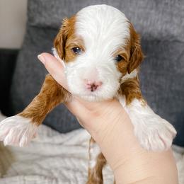 Shrimp - Red  female Goldendoodle puppy in Garden Grove, California from Sunkissed Doodles
