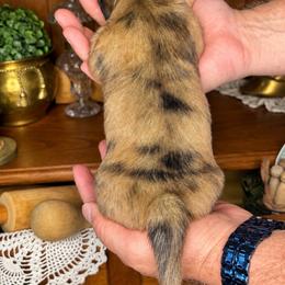AKC red dapple female - Dapple female Dachshund puppy in Ozark, Alabama from Honey Hill Dachshunds