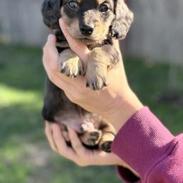 Boy 2 - Black and tan male Dachshund puppy in Mather, California from English Cream Doxies