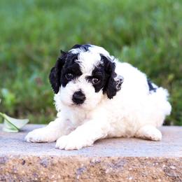Lacy F2b - Black and white female Cavapoo puppy in Atglen, Pennsylvania from Smokey Hollow Puppies
