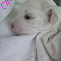 Maltipoo Puppies from Missy's Little Garden