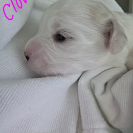 Maltipoo Puppies from Missy's Little Garden