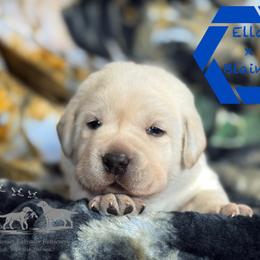 Blue collar male - Yellow male Labrador Retriever puppy in Beaverdam, Virginia from Riverside Sunset Labrador Retrievers