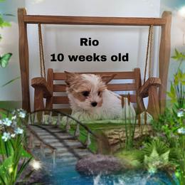 Green parti boy - Parti male Yorkshire Terrier puppy in Inverness, Florida from Luvayorkie&more