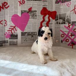 Otis - Parti male Goldendoodle puppy in Upper Sandusky, Ohio from Rock Run Homestead
