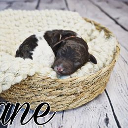 Kane (orange tag) - Parti Poodle puppy in California from Musical Poodles