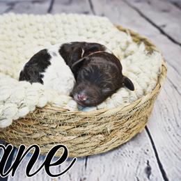 Kane (orange tag) - Parti Poodle puppy in California from Musical Poodles